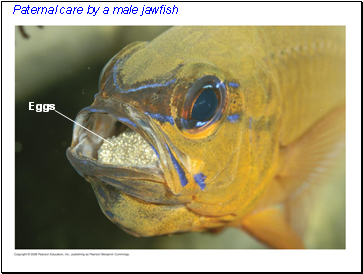 Paternal care by a male jawfish