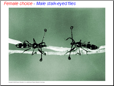 Female choice - Male stalk-eyed flies