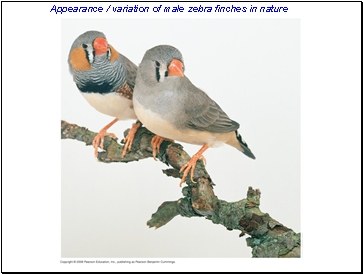 Appearance / variation of male zebra finches in nature