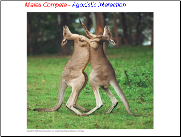 Males Compete - Agonistic interaction