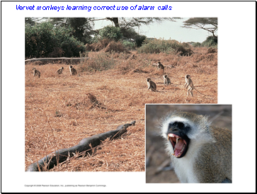 Vervet monkeys learning correct use of alarm calls