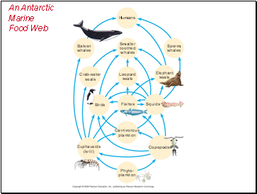 An Antarctic Marine Food Web