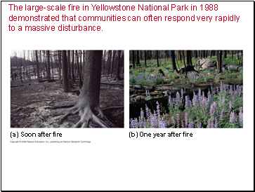 The large-scale fire in Yellowstone National Park in 1988 demonstrated that communities can often respond very rapidly to a massive disturbance.