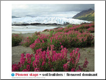Pioneer stage = soil builders / fireweed dominant