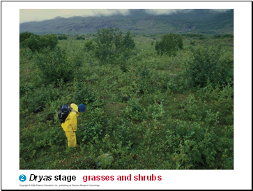 Dryas stage grasses and shrubs