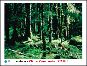 Spruce stage = Climax Community STABLE