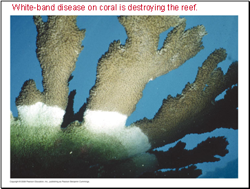 White-band disease on coral is destroying the reef.