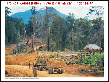 Tropical deforestation in West Kalimantan, Indonesian