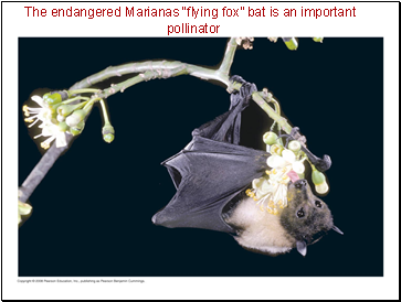 The endangered Marianas “flying fox” bat is an important pollinator