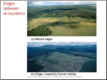 Edges between ecosystems