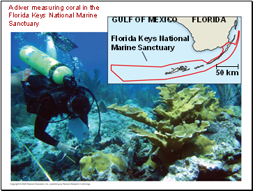 A diver measuring coral in the Florida Keys National Marine Sanctuary