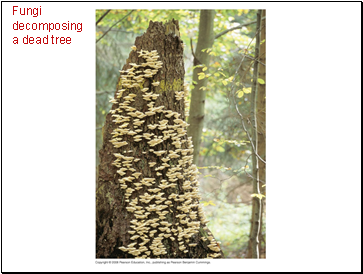 Fungi decomposing a dead tree