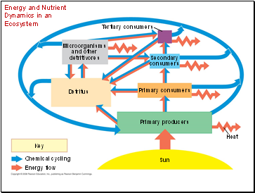Energy and Nutrient Dynamics in an Ecosystem