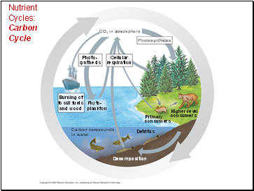 Nutrient Cycles: Carbon Cycle
