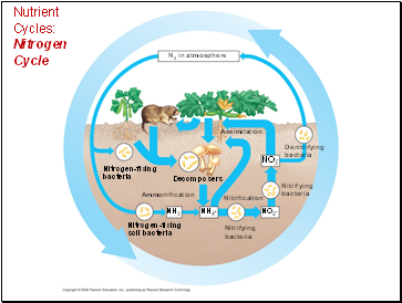 Nutrient Cycles: Nitrogen Cycle
