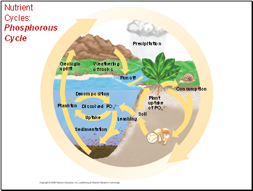 Nutrient Cycles: Phosphorous Cycle