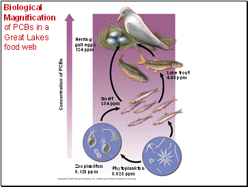 Biological Magnification of PCBs in a Great Lakes food web