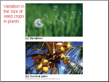 Variation in the size of seed crops in plants