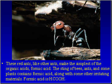 These red ants, like other ants, make the simplest of the organic acids, formic acid. The sting of bees, ants, and some plants contains formic acid, along with some other irritating materials. Formic acid is HCOOH.
