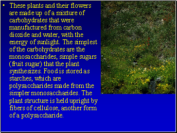 These plants and their flowers are made up of a mixture of carbohydrates that were manufactured from carbon dioxide and water, with the energy of sunlight. The simplest of the carbohydrates are the monosaccharides, simple sugars (fruit sugar) that the plant synthesizes. Food is stored as starches, which are polysaccharides made from the simpler monosaccharides. The plant structure is held upright by fibers of cellulose, another form of a polysaccharide.