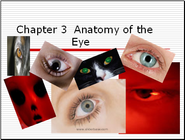 Chapter 3 Anatomy of the Eye