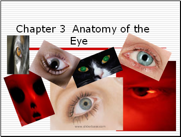 Anatomy of the Eye