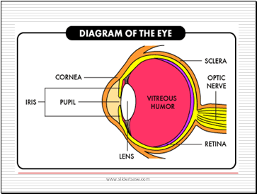 Anatomy of the Eye