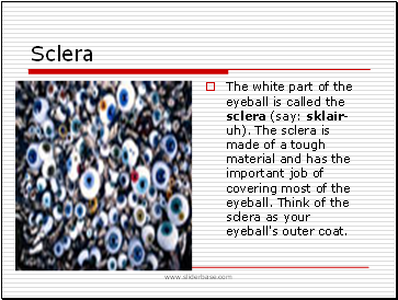 Sclera