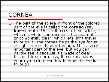 Cornea