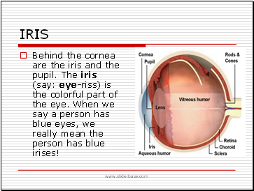 Iris