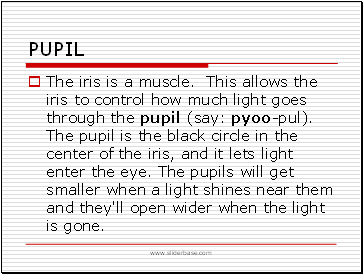 Pupil