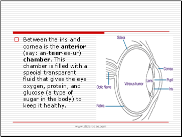 Between the iris and cornea is the anterior (say: an-teer-ee-ur) chamber. This chamber is filled with a special transparent fluid that gives the eye oxygen, protein, and glucose (a type of sugar in the body) to keep it healthy.