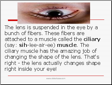 The lens is suspended in the eye by a bunch of fibers. These fibers are attached to a muscle called the ciliary (say: sih-lee-air-ee) muscle. The ciliary muscle has the amazing job of changing the shape of the lens. That's right - the lens actually changes shape right inside your eye!