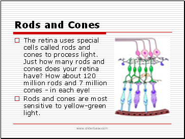 Rods and Cones