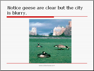 Notice geese are clear but the city is blurry.