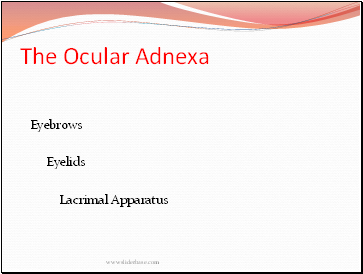The Ocular Adnexa