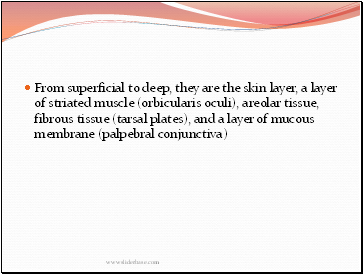 From superficial to deep, they are the skin layer, a layer of striated muscle (orbicularis oculi), areolar tissue, fibrous tissue (tarsal plates), and a layer of mucous membrane (palpebral conjunctiva)