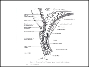 Eyelids