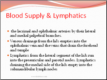 Blood Supply & Lymphatics