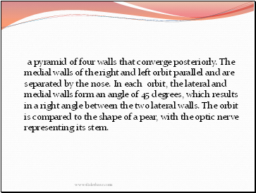 a pyramid of four walls that converge posteriorly. The medial walls of the right and left orbit parallel and are separated by the nose. In each orbit, the lateral and medial walls form an angle of 45 degrees, which results in a right angle between the two lateral walls. The orbit is compared to the shape of a pear, with the optic nerve representing its stem.