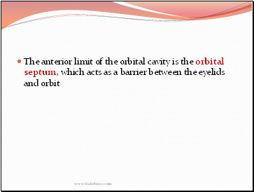 The anterior limit of the orbital cavity is the orbital septum, which acts as a barrier between the eyelids and orbit