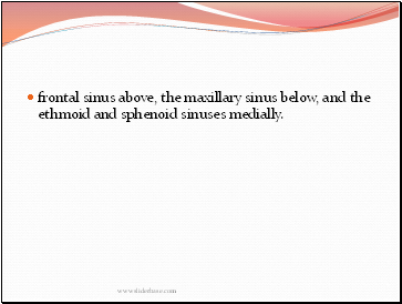 frontal sinus above, the maxillary sinus below, and the ethoid and sphenoid sinuses medially.