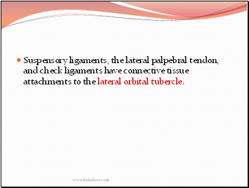 Suspensory ligaments, the lateral palpebral tendon, and check ligaments have connective tissue attachments to the lateral orbital tubercle.