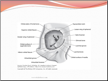 Anatomy