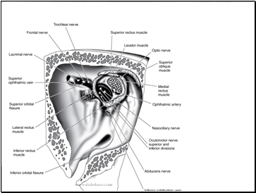 Orbital Apex