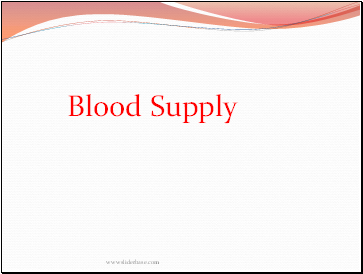 Blood Supply