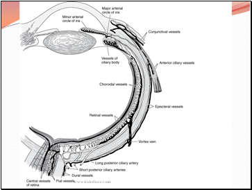 Anatomy