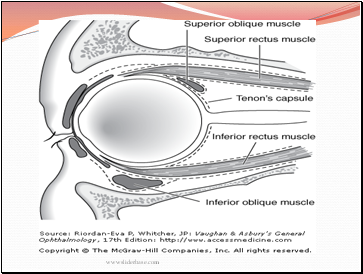 Nerve Supply 