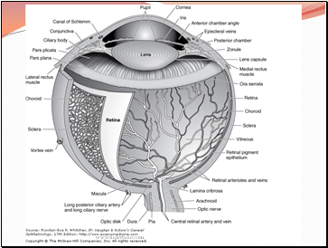 Anatomy