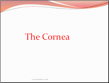 The Cornea